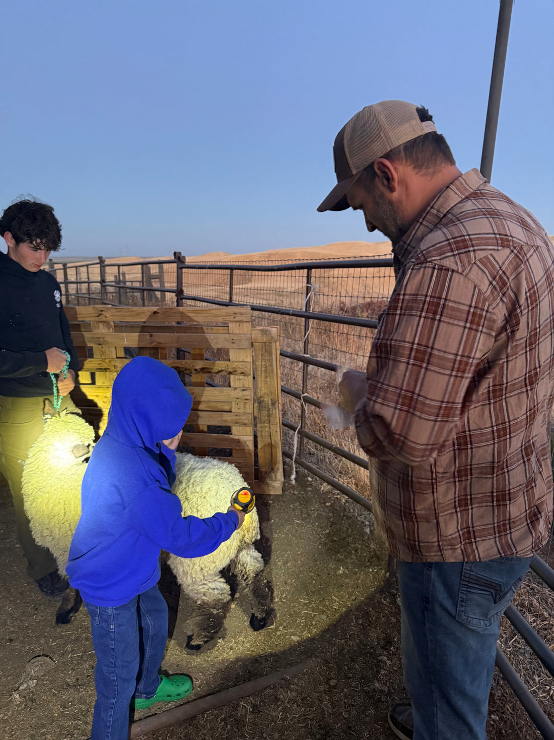 Breeding Season Has Officially Started at Broken Bell Show Lambs