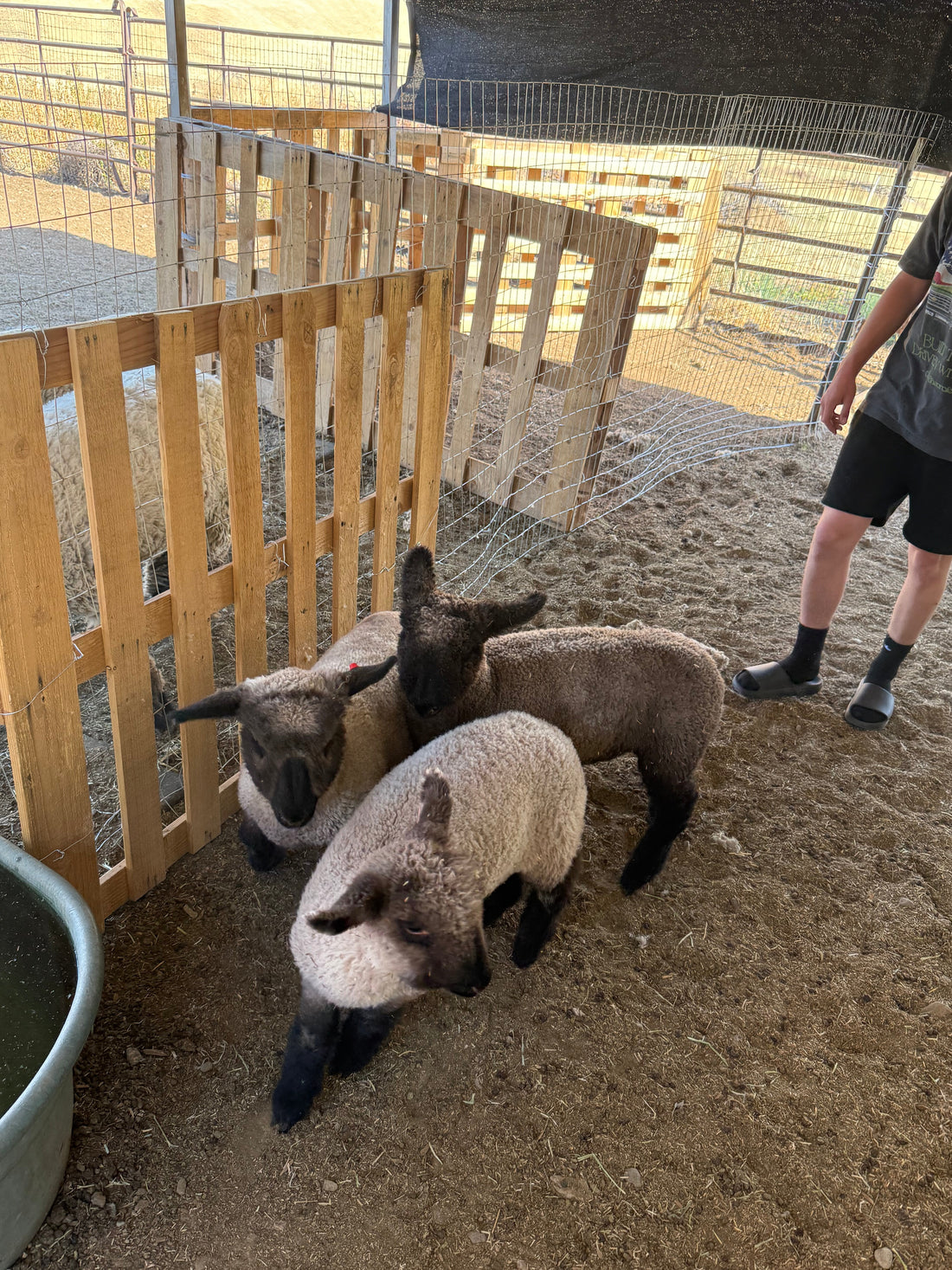 New Faces Around the Barn at Broken Bell Show Lambs