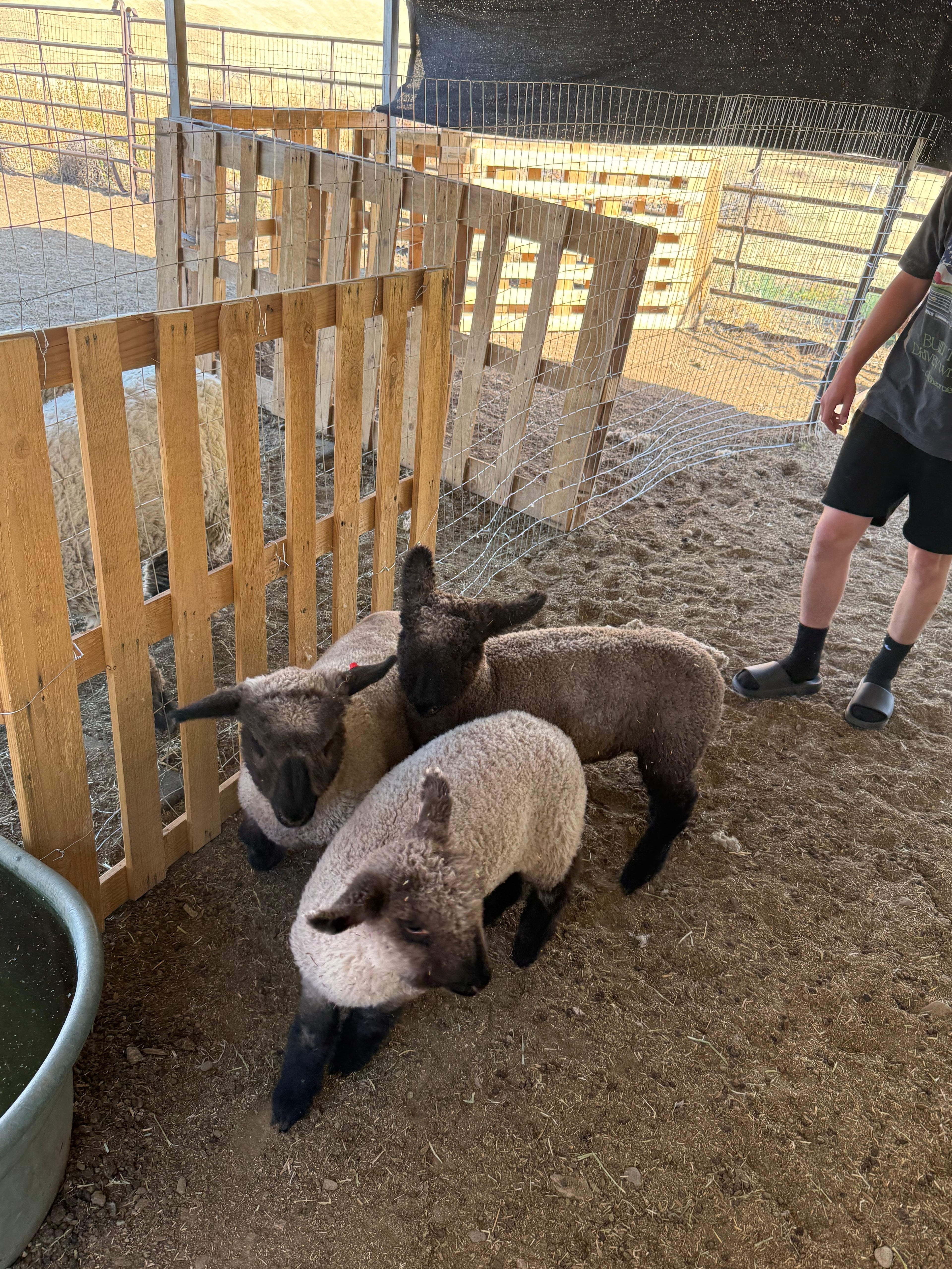 New Faces Around the Barn at Broken Bell Show Lambs