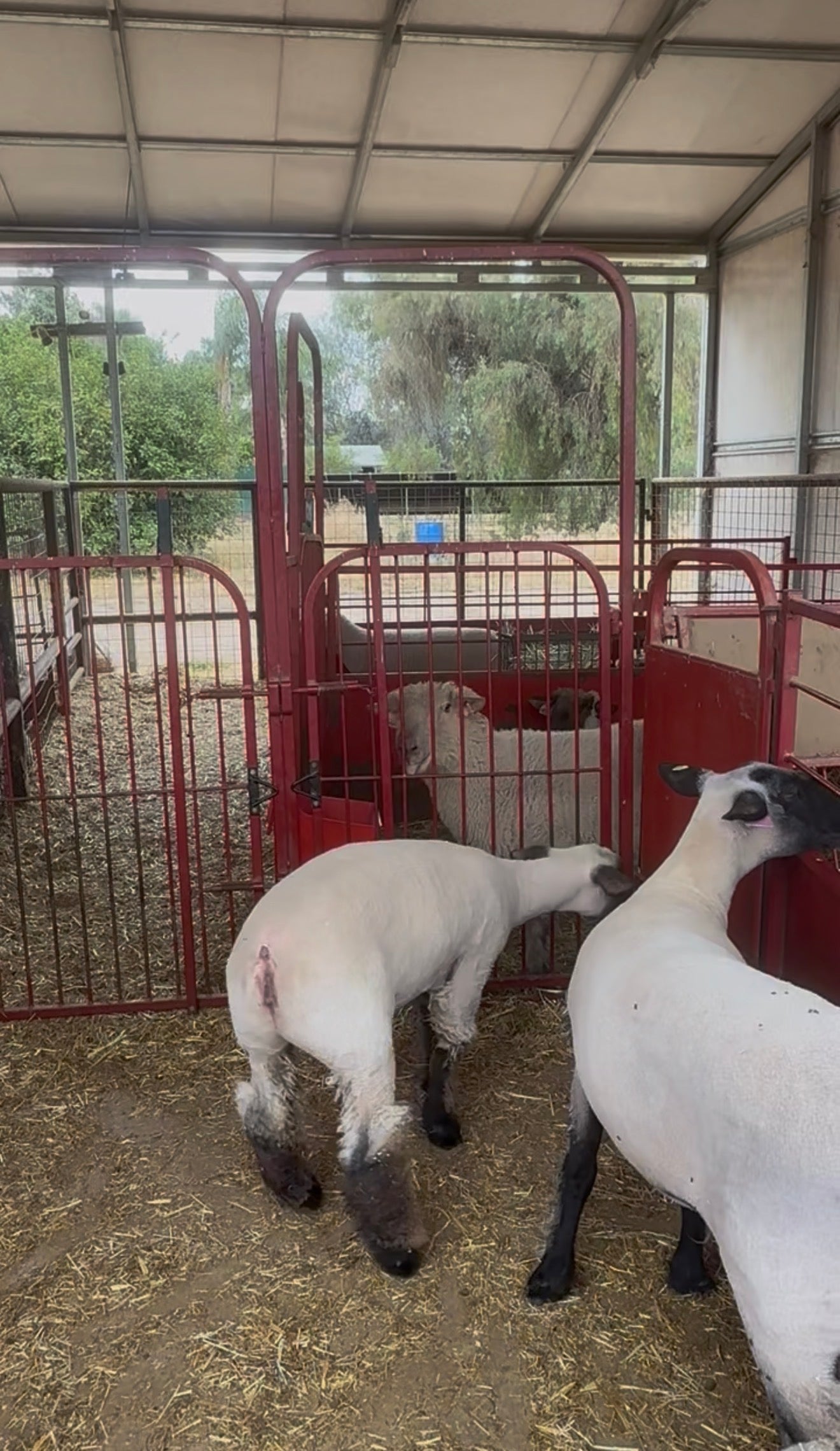 AI Recap at Broken Bell Show Lambs