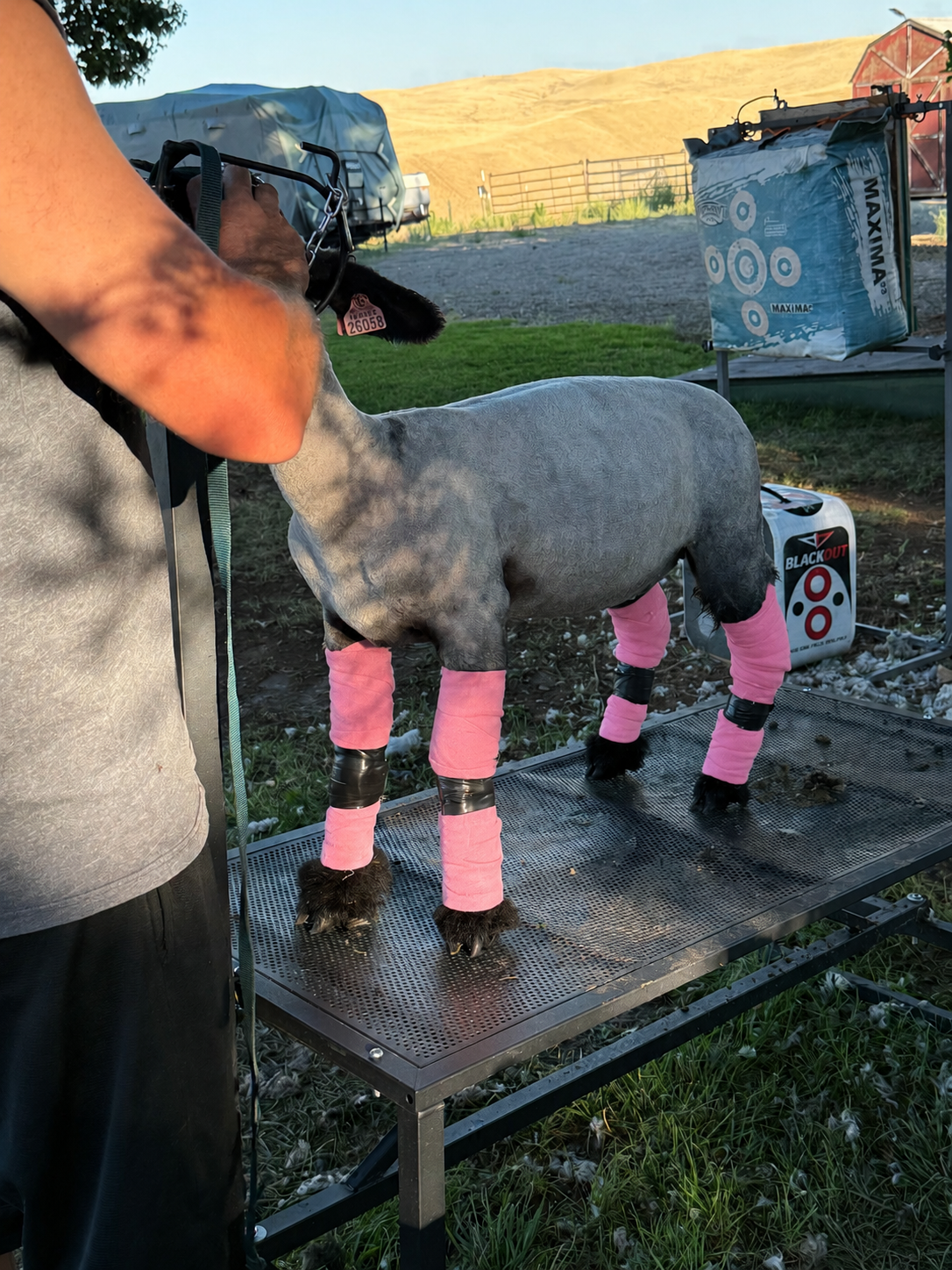 Bell Bottom Shag Wraps Set of 4 Fleece Show Lamb Leg Wraps