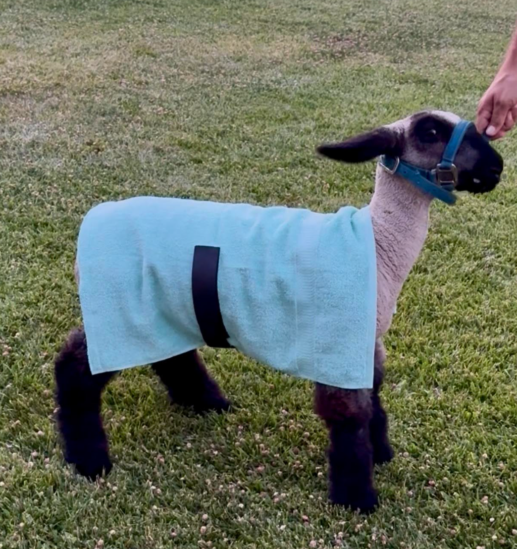 Brace & Chill Cooling Towel for Show Sheep