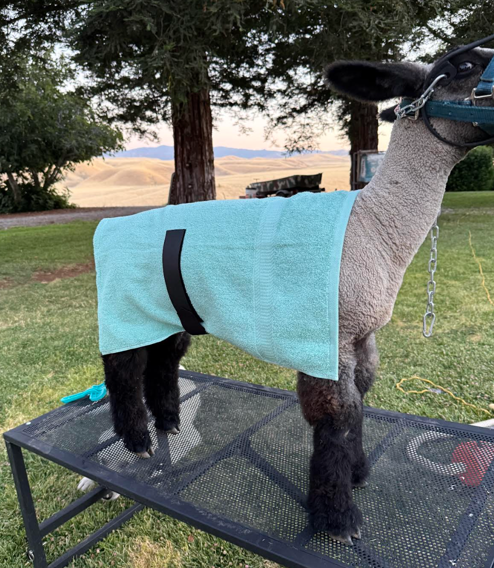 Brace & Chill Cooling Towel for Show Sheep