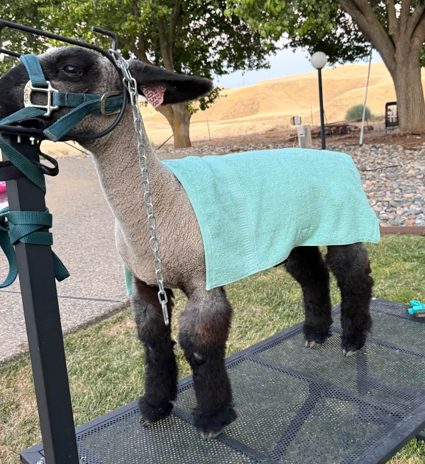 Brace & Chill Cooling Towel for Show Sheep